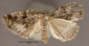 Media type: image;   Entomology 622415 Aspect: habitus dorsal view